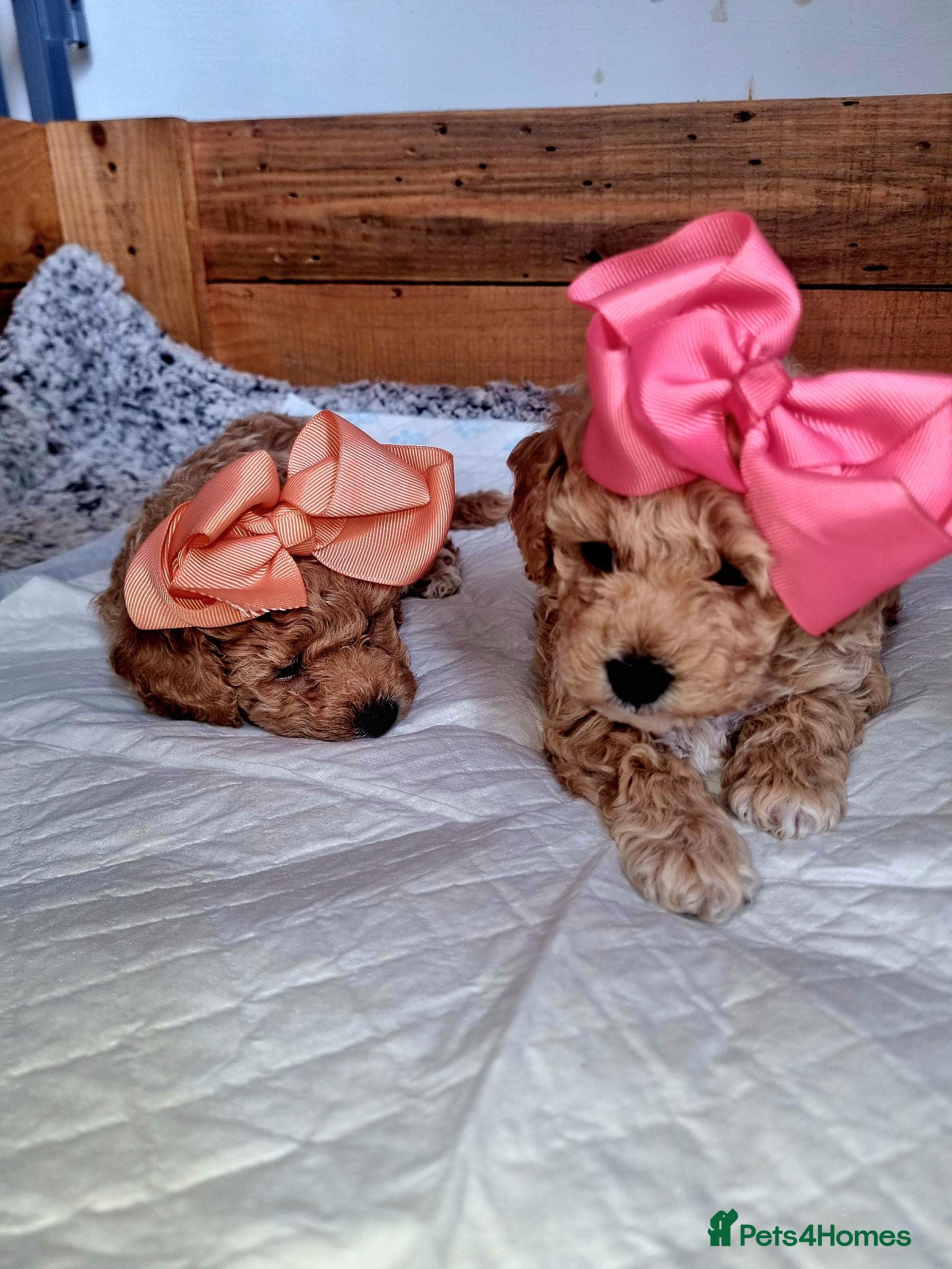 Poochon dogs Beautiful little toy poochon puppies  - Advert 1