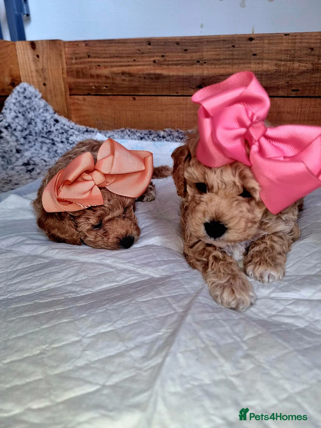 Poochon dogs for sale: Beautiful little toy poochon puppies  - Advert 1