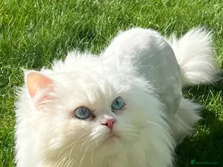 Persian cats Persion - Advert 3
