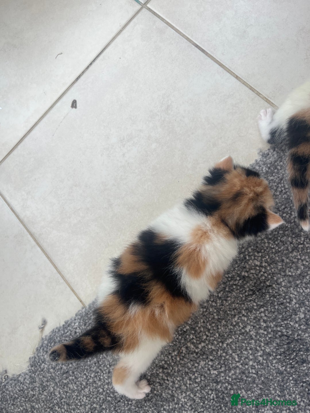 Mixed Breed cats for sale: long haired calico kittens  - Image 10