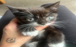 British Shorthair cats for sale: Kittens  - Image 4