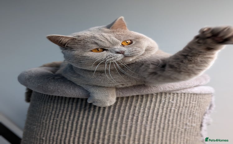 British Shorthair cats in Derby - Advert 13