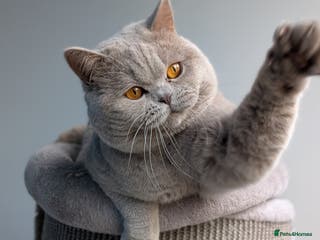 British Shorthair cats Champion lilac stud in Derby - Advert 3