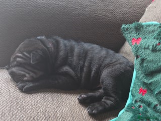 Shar Pei dogs 💙 READY TOMORROW 1 BOY SHAR PEI LEFT 💙 - Advert 4