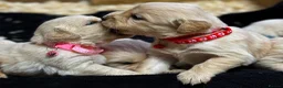 Golden Retriever dogs for sale: Golden Retriever Puppies For Sale  - Advert 14