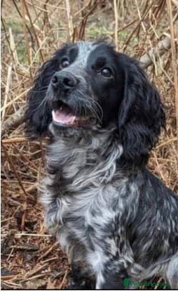 Cocker Spaniel dogs 2 Blue roan bitches available - Advert 1