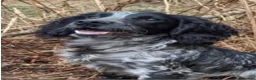 Cocker Spaniel dogs for sale: 2 Blue roan bitches available - Advert 1