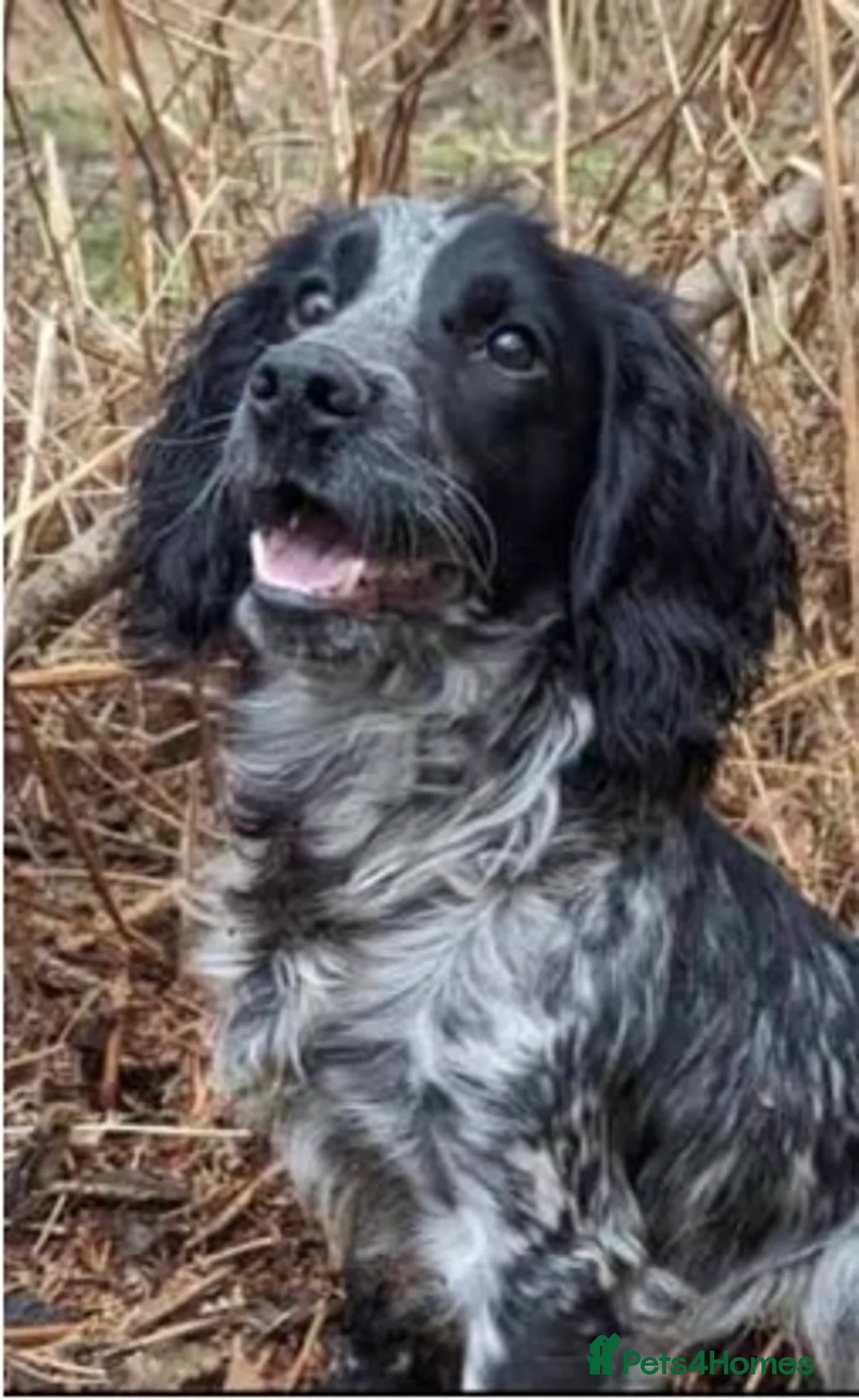 Cocker Spaniel dogs for sale: 2 Blue roan bitches available - Advert 1