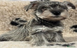 Miniature Schnauzer dogs for sale: Miniature schnauzers pups - Image 6