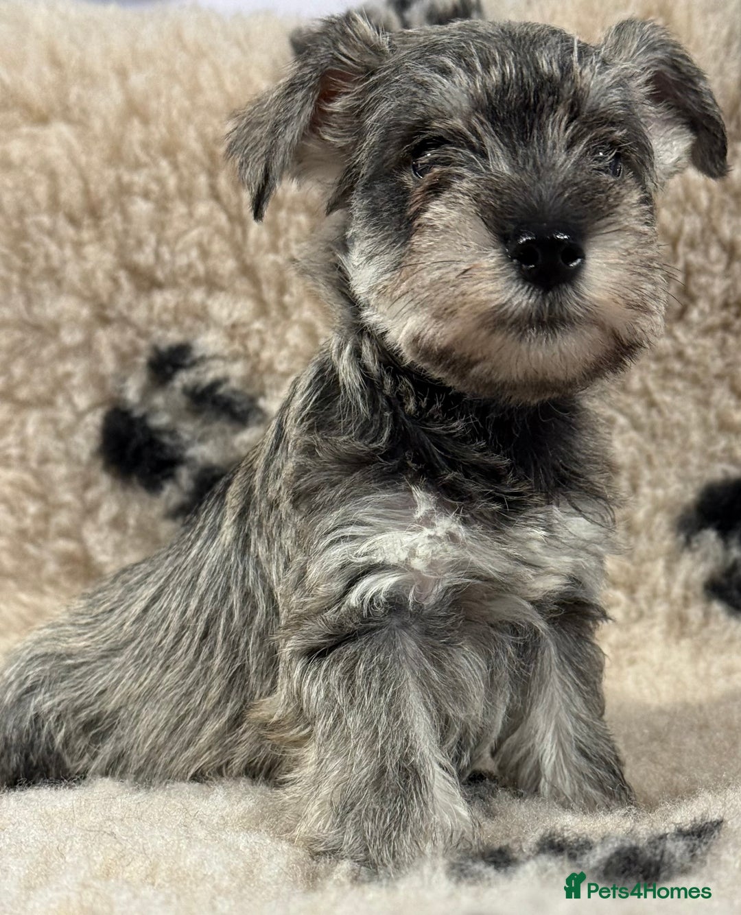 Miniature Schnauzer dogs for sale: Miniature schnauzers pups - Image 6