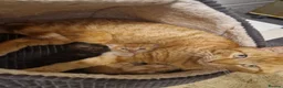 Mixed Breed cats for sale: Two kittens - Advert 3