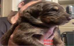 German Shepherd dogs for sale: Straight-topline German Shepherd puppies - Image 11