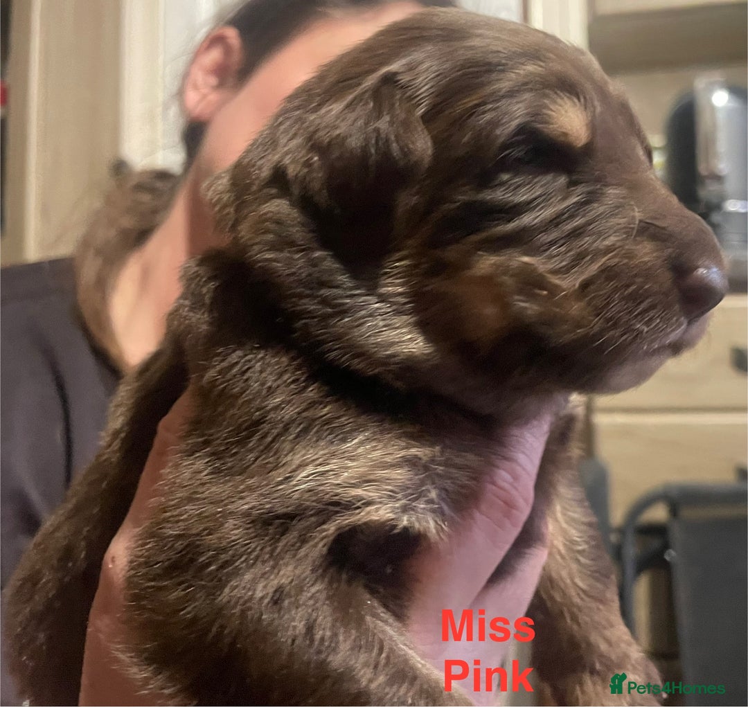 German Shepherd dogs for sale: Straight-topline German Shepherd puppies - Image 11