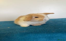 Mini Lop rabbits for sale: Pure mini lops for reserve  - Image 14