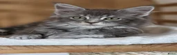 Maine Coon cats for sale: Three beautiful Maine Coon kittens - Advert 18