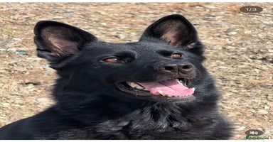 German Shepherd dogs - Advert 3