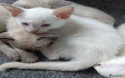 Siamese cats for sale: cuddliest boy ever is looking for home - Image 3