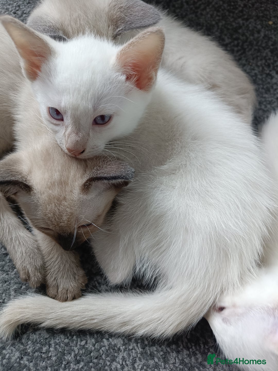 Siamese cats for sale: cuddliest boy ever is looking for home - Image 3