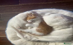 Domestic Shorthair cats for sale: Dog friendly!  - Image 10