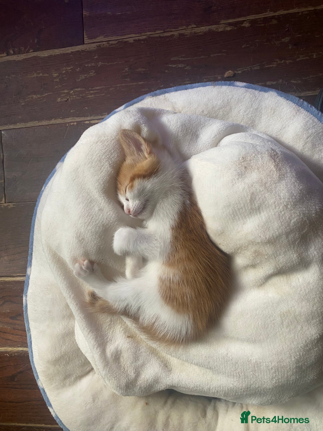 Domestic Shorthair cats for sale: Dog friendly!  - Image 10