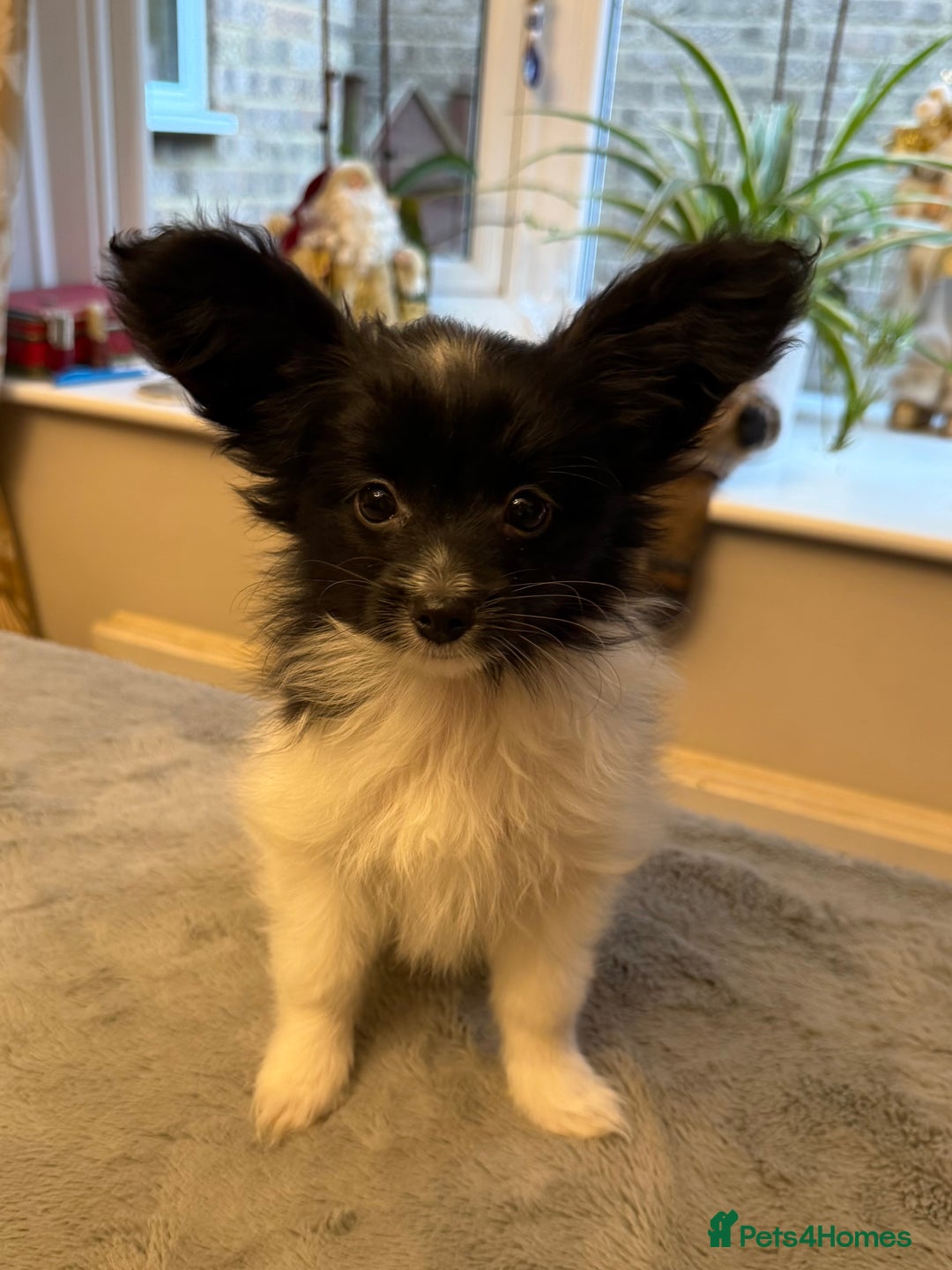Papillon dogs for sale: Male puppy for sale  - Advert 7