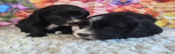 Sproodle dogs for sale: 🐶 Beautiful Sproodle Puppies For Sale 🐶 - Advert 17