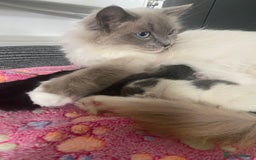 RagaMuffin cats for sale: 🐾 **Charming Ragdoll-Kittens for Adoption!** 🐾 - Image 15