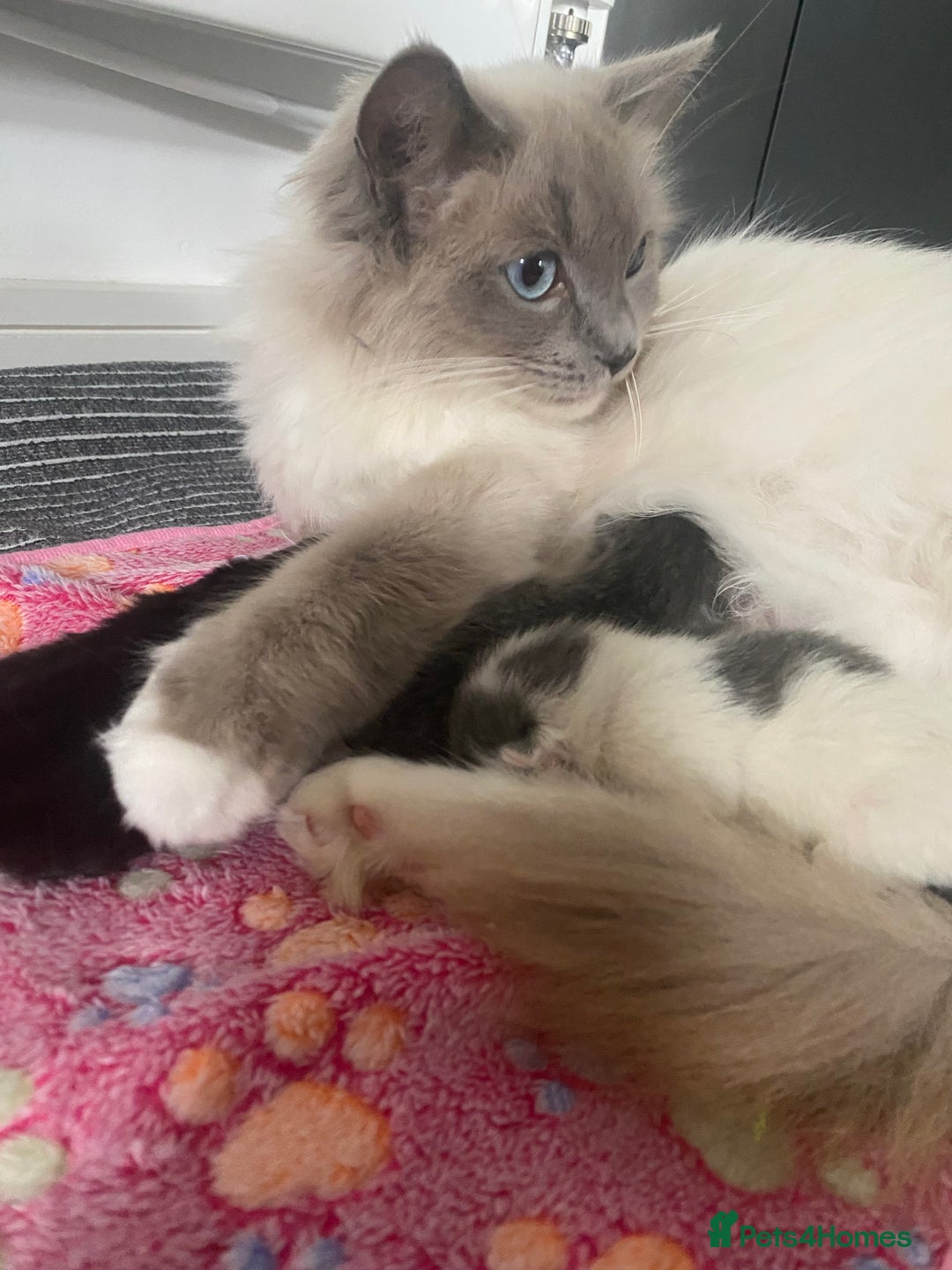 RagaMuffin cats for sale: 🐾 **Charming Ragdoll-Kittens for Adoption!** 🐾 - Image 15