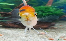 Angelfish fish for sale: Koi Angelfish - Image 9
