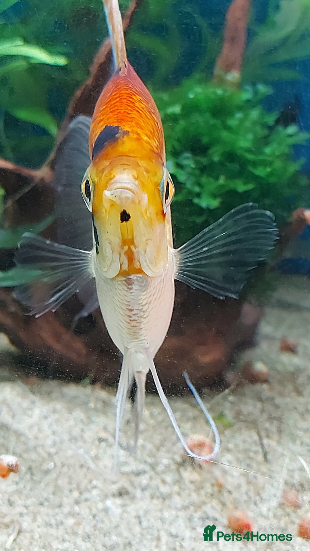 Angelfish fish for sale: Koi Angelfish - Image 9