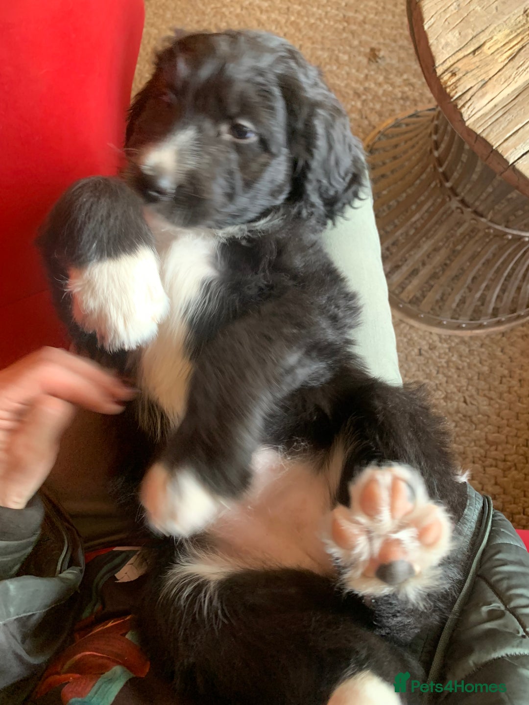 Bernedoodle dogs for sale: One Standard Size Bernedoodle Girl - Image 4