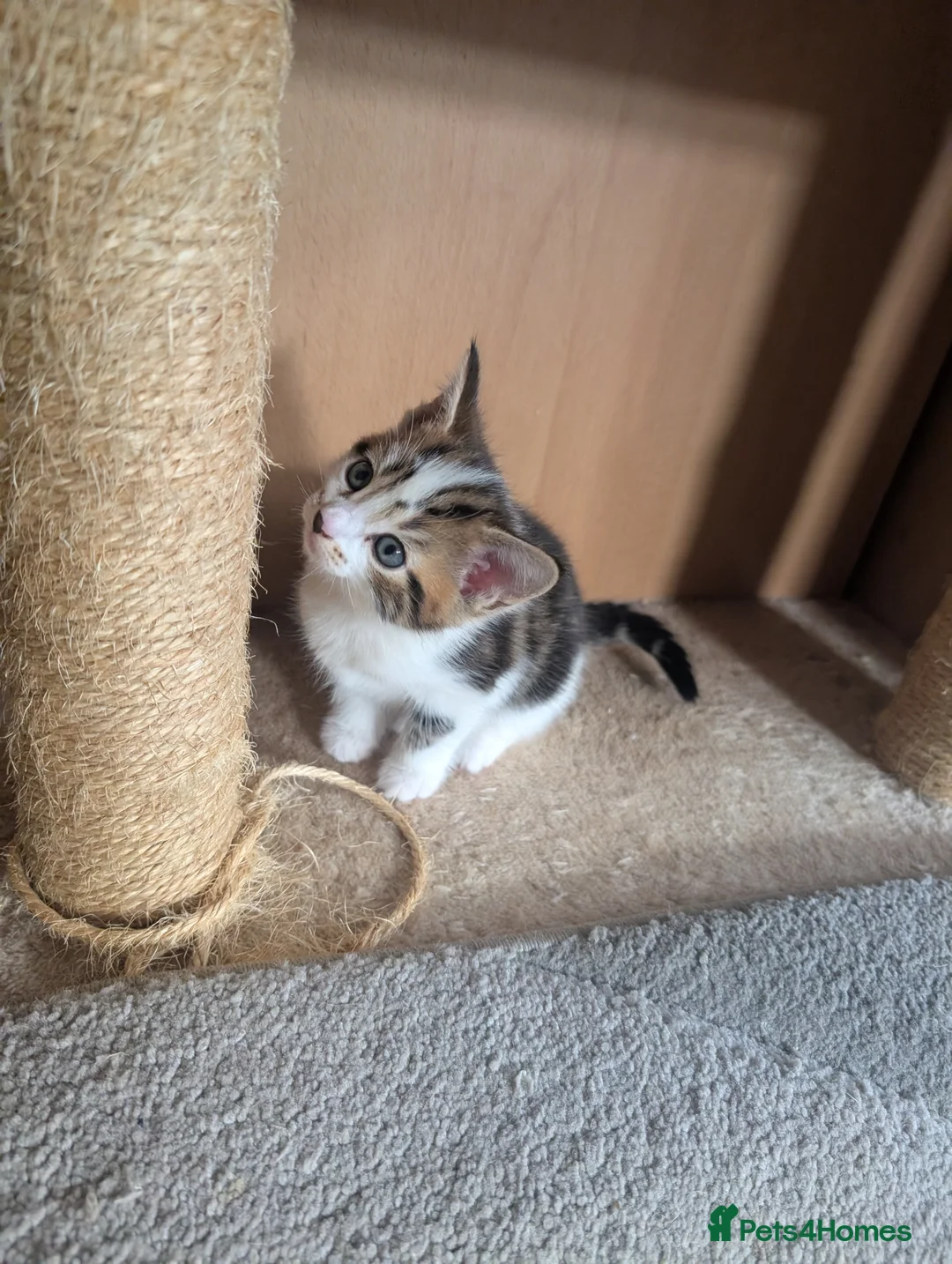 Mixed Breed cats for sale: Beautiful kittens  in Southampton - Advert 11