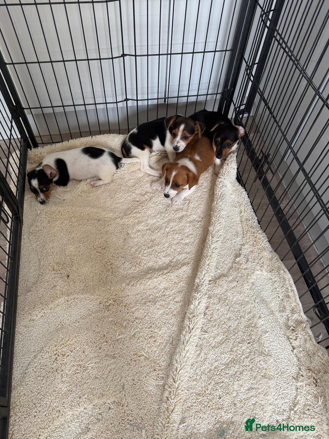 Jack Russell dogs for sale: Full breed jack Russell puppies for sale - Image 8