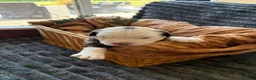 Olde English Bulldogge dogs for sale: Olde English fluffy Bulldogges in Bromsgrove - Advert 7