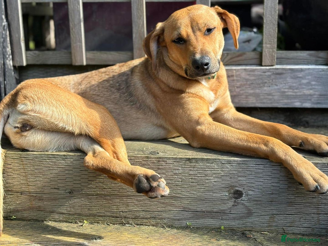 Mixed Breed dogs for adoption: Meet Gecko – a one-of-a-kind little sweetheart - Image 4