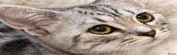 British Shorthair cats for sale: Stunning Silver BSH Kittens GCCF Champion Lines - Advert 2