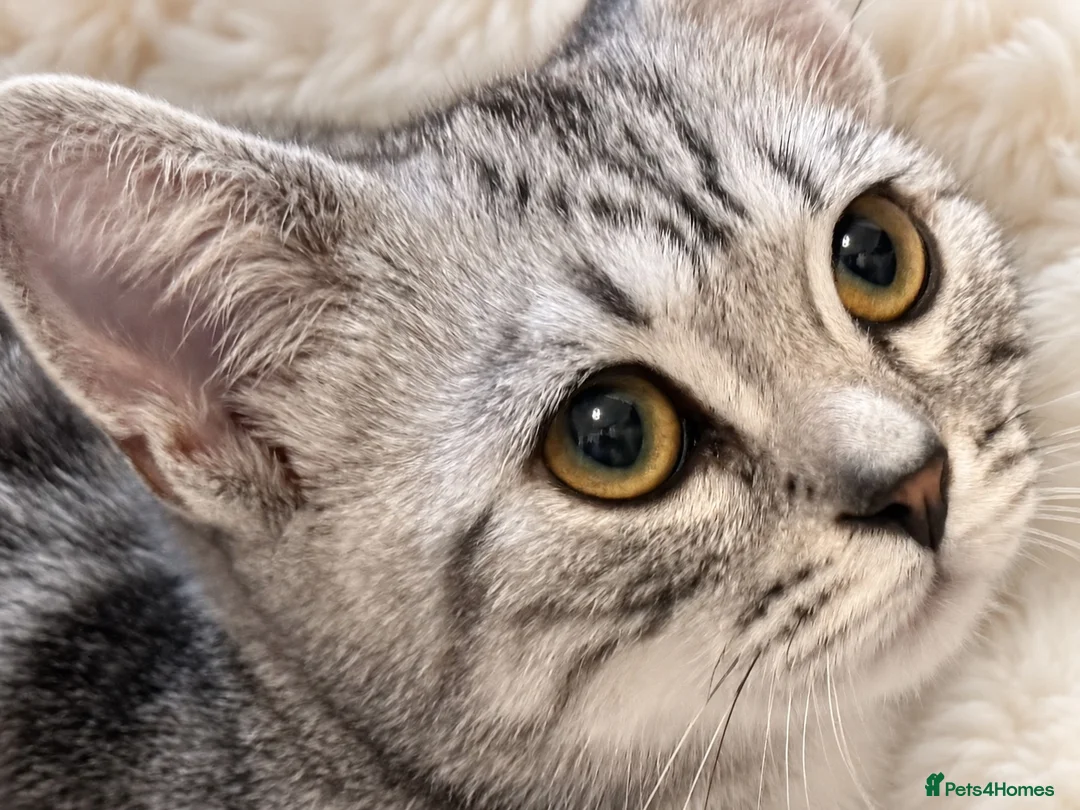 British Shorthair cats for sale: Stunning Silver BSH Kittens GCCF Champion Lines - Advert 2