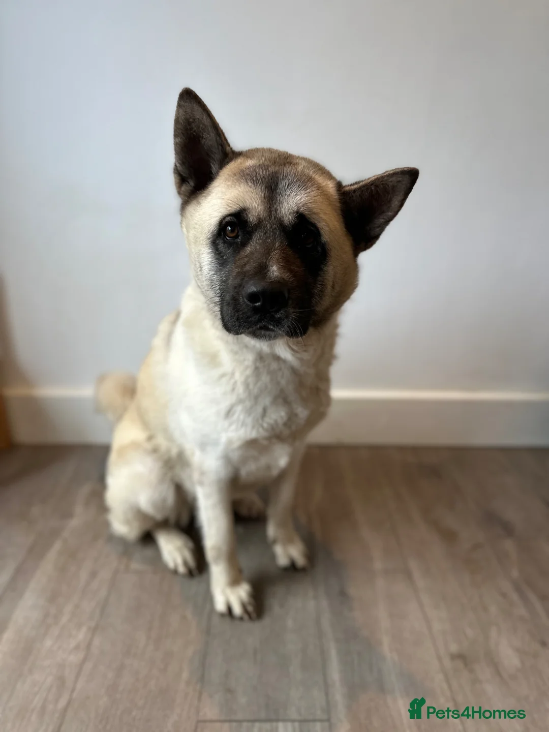 Akita dogs for sale: Beautiful Sweet American Akita Female - Advert 1