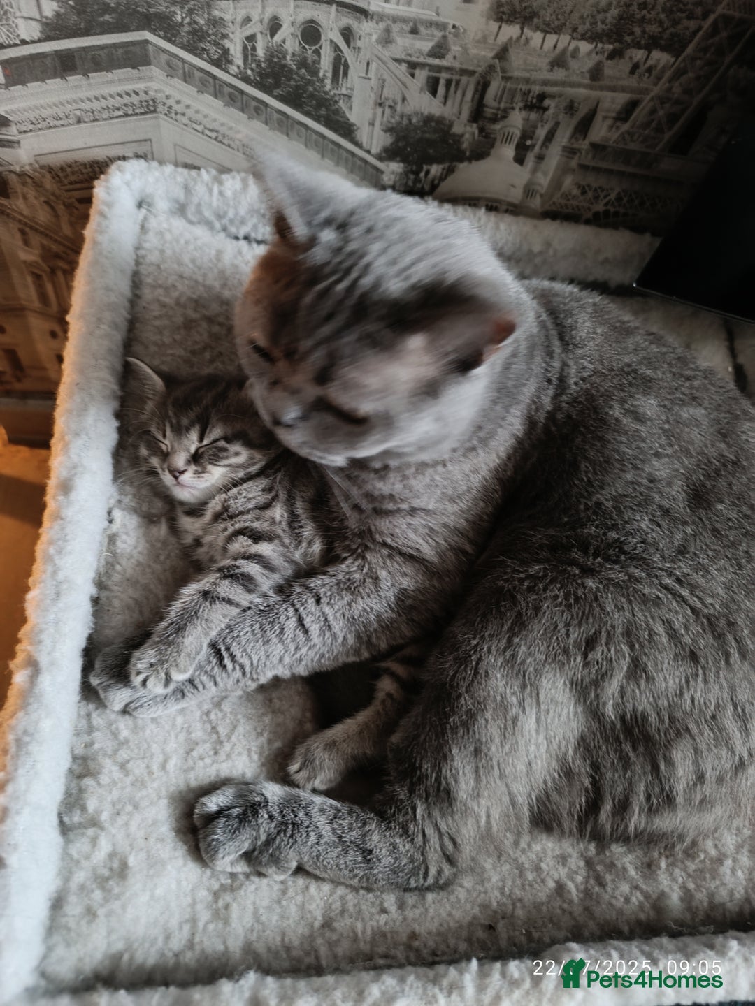 Mixed Breed cats for sale: Tabby kitten - Image 6