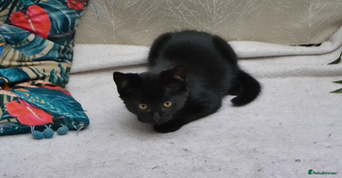 Mixed Breed cats - Advert 1