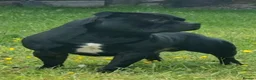 Staffordshire Bull Terrier dogs for sale: Outstanding Black Male Staffordshire Bull Terrier - Advert 4