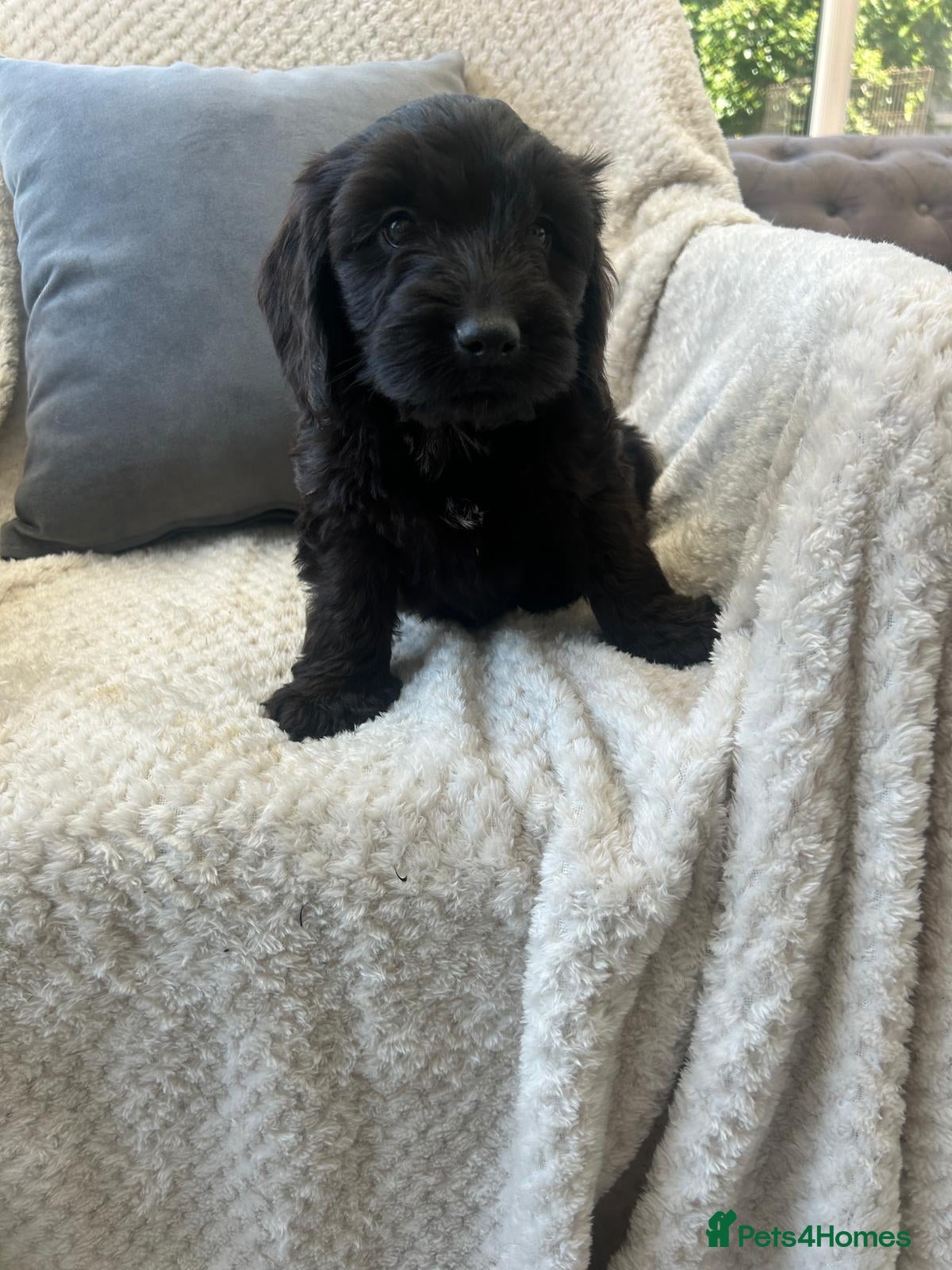 Cockapoo dogs F1 cockapoo puppies - Advert 1