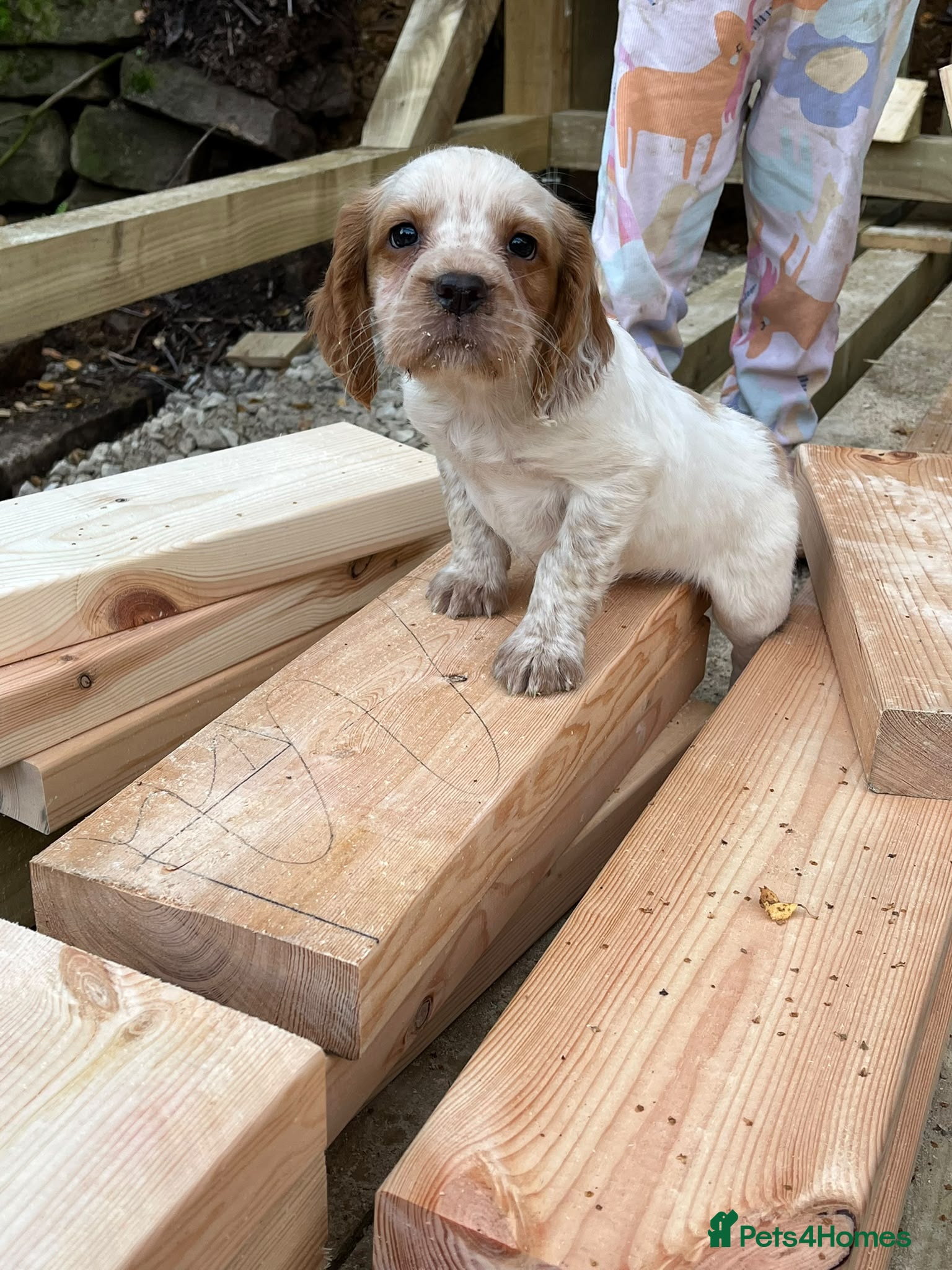 Cocker Spaniel dogs KC registered working cocker spaniels  - Advert 4