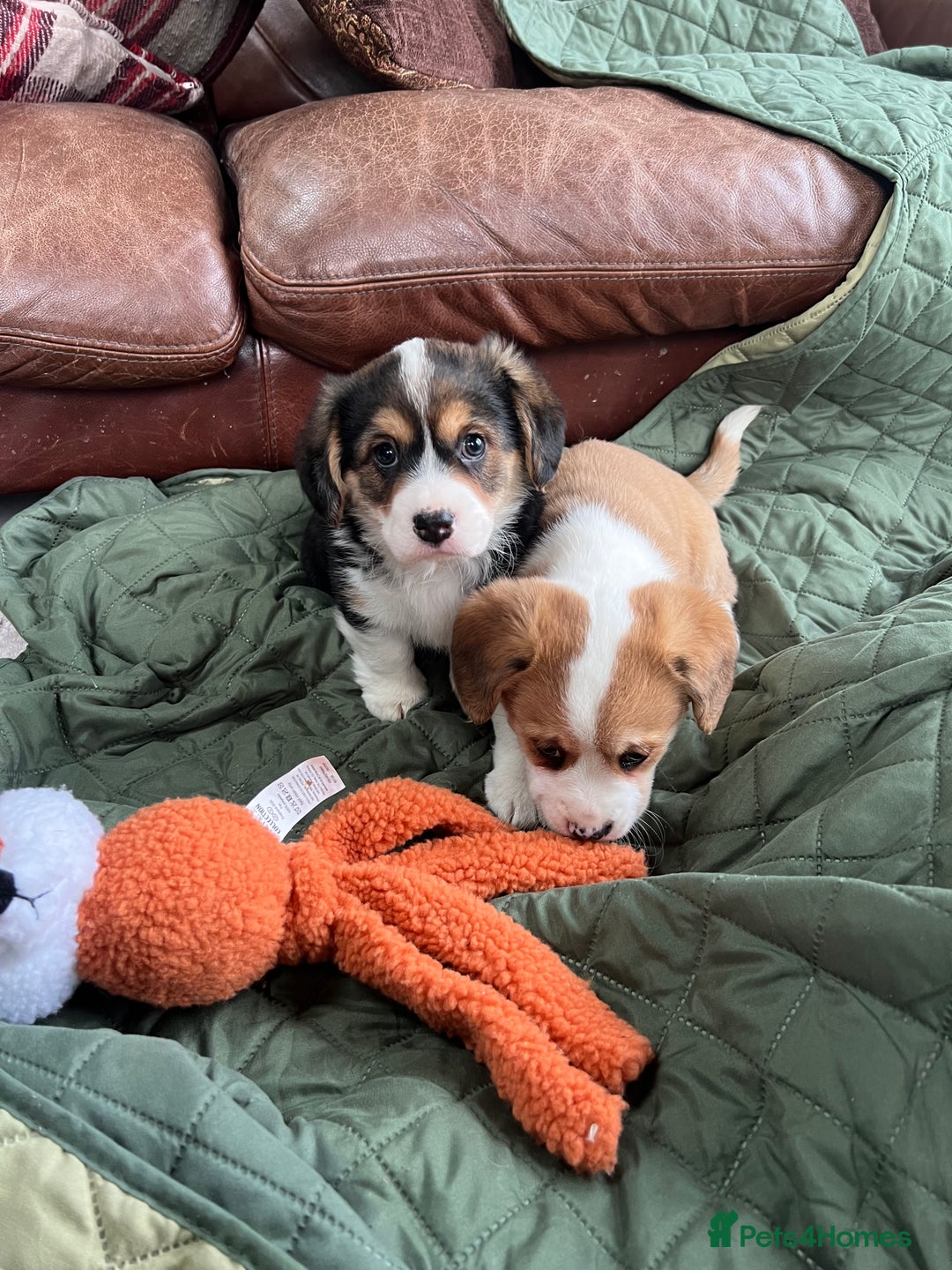 Welsh Corgi Pembroke dogs for sale: Corgi puppies, 2 brothers.  - Advert 3