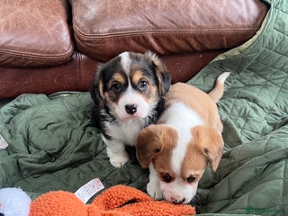 Welsh Corgi Pembroke dogs Corgi puppies, 2 brothers. - Advert 5