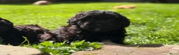 Mixed Breed dogs for sale: Gorgeous zuchon x toy poodle ready now - Advert 11