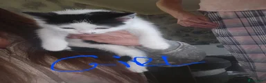 Mixed Breed 3
