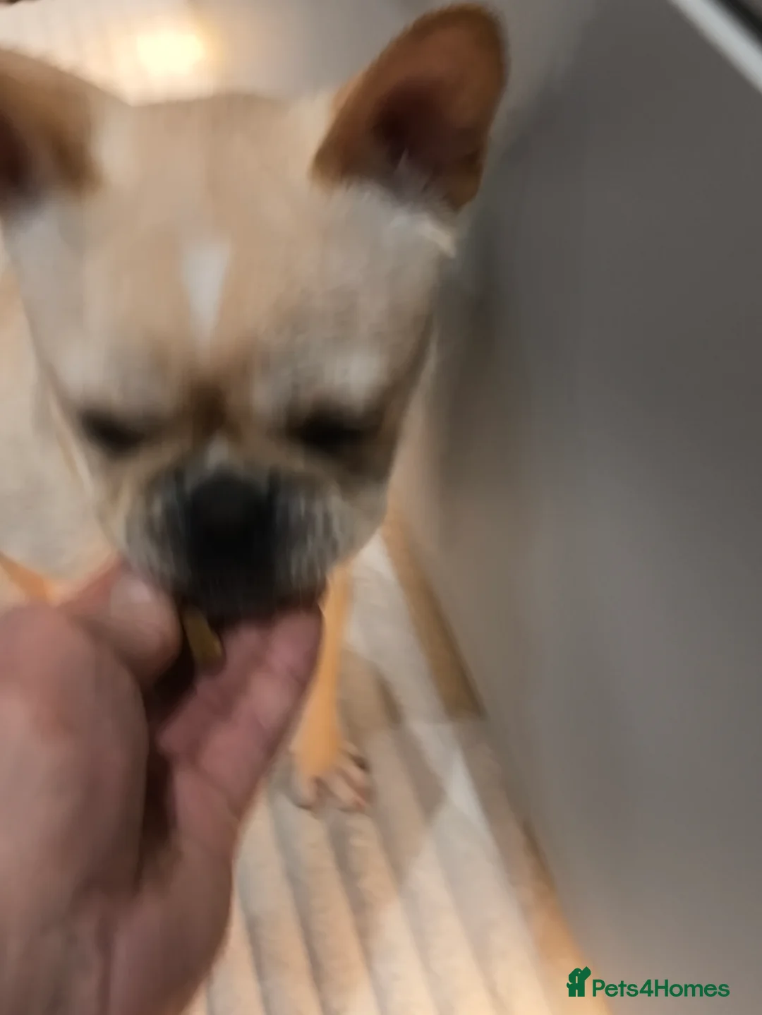 French Bulldog dogs for sale: French bulldog  - Advert 2