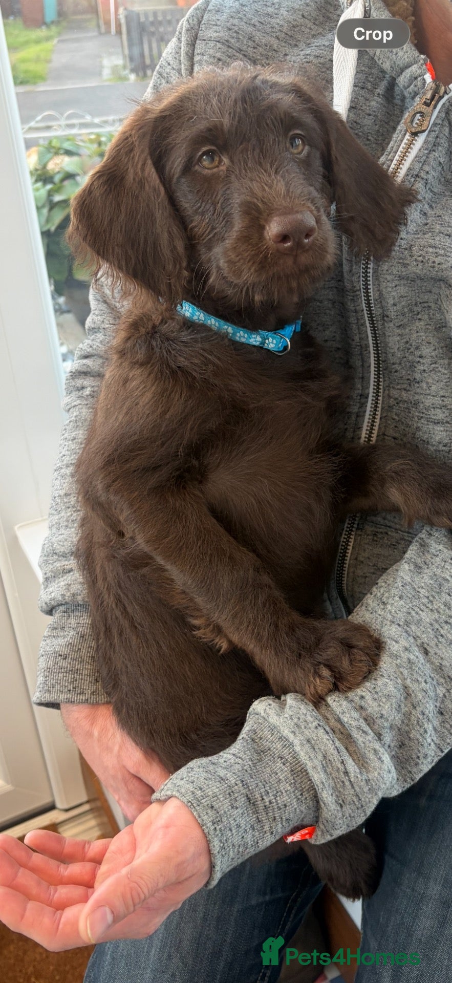 Labradoodle dogs for sale: F1 labradoodle FEMALE Puppy READY TO LEAVE - Advert 12
