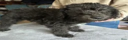 Bedlington Terrier dogs for sale: Exceptional KC Registered Bedlington Terrier puppy - Advert 9